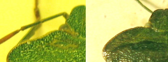 Due pentatomidi verdi: Palomena e Acrosternum dell''Emilia
